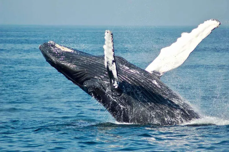 Why This Whale 'Poop’ Is Called 'Floating Gold’